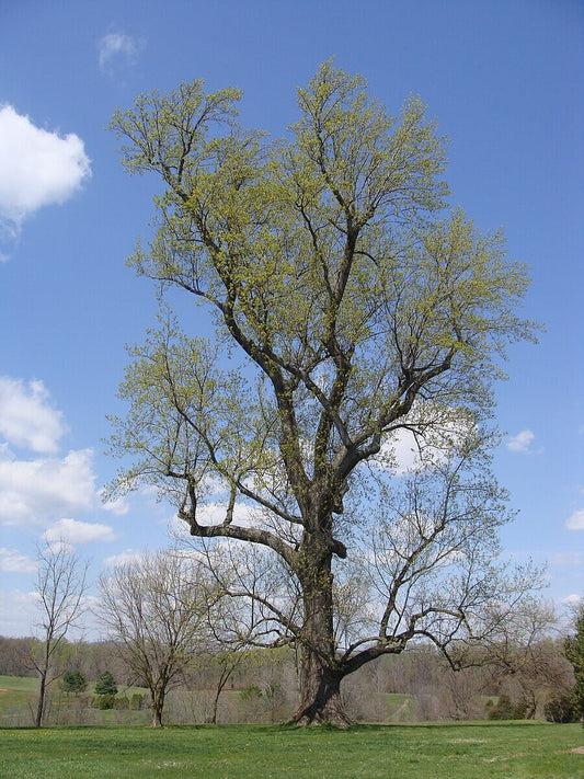 Poplar Wood Uncovered